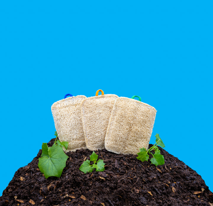 3 Reasons: Why Loofahs are the Most Sustainable Sponge