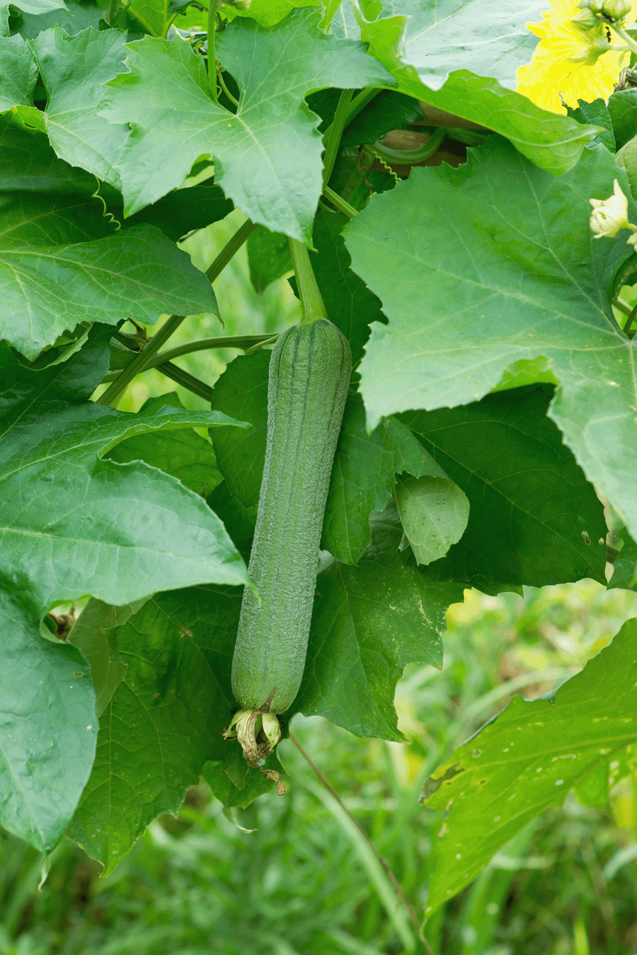 A young loofah squash on a vine growing.